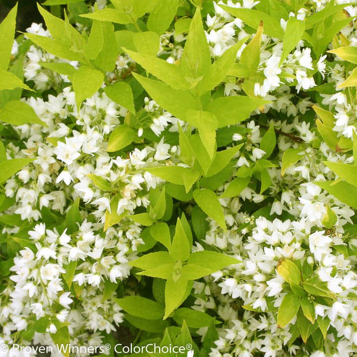 #2 Deutzia grac PW Chardonnay Pearls/ White