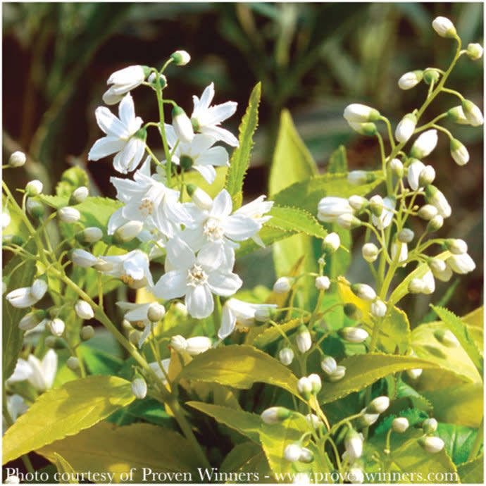 #2 Deutzia grac PW Chardonnay Pearls/ White