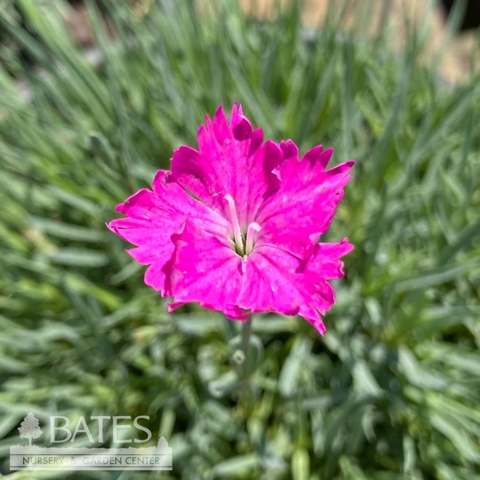 #1 Dianthus grat Firewitch/ Magenta Cheddar Pink