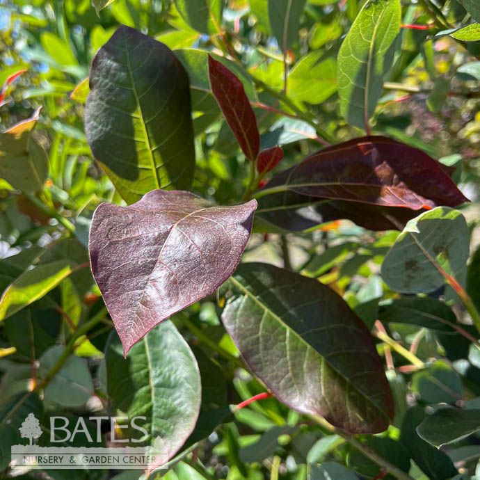 #10 Nyssa syl Nitro/ Black Gum Tupelo Native (TN)