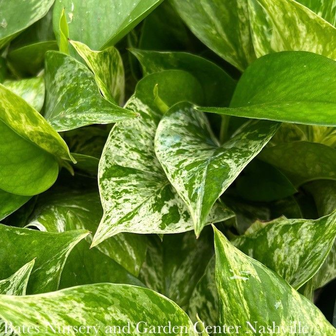 6p! Pothos Marble Queen TOTEM /Devil's Ivy /Tropical