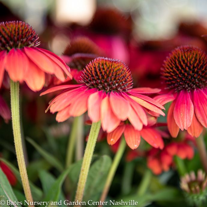 #1 Echinacea x Sombrero Poco 'Hot Coral'/ Coneflower