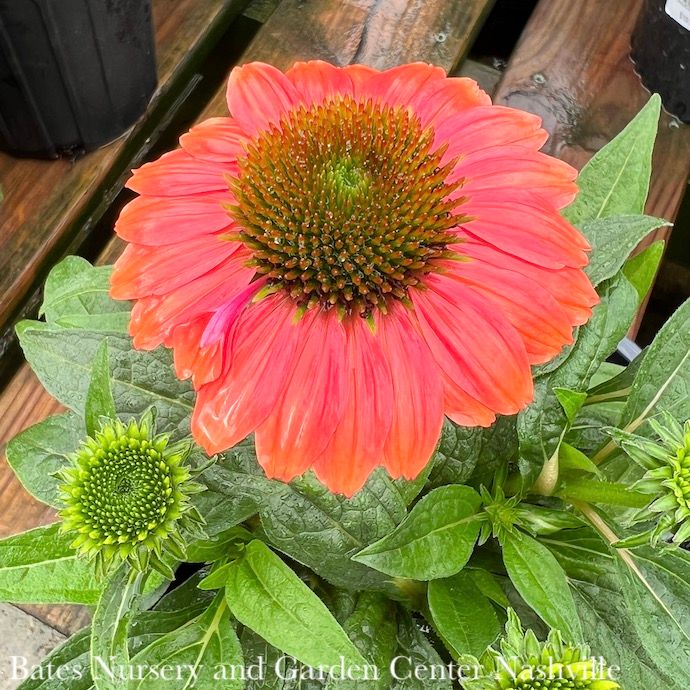 #1 Echinacea x Sombrero Poco 'Hot Coral'/ Coneflower