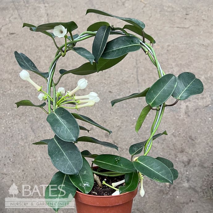 5p Stephanotis Plant Hoops /Madagascar Jasmine /Tropical