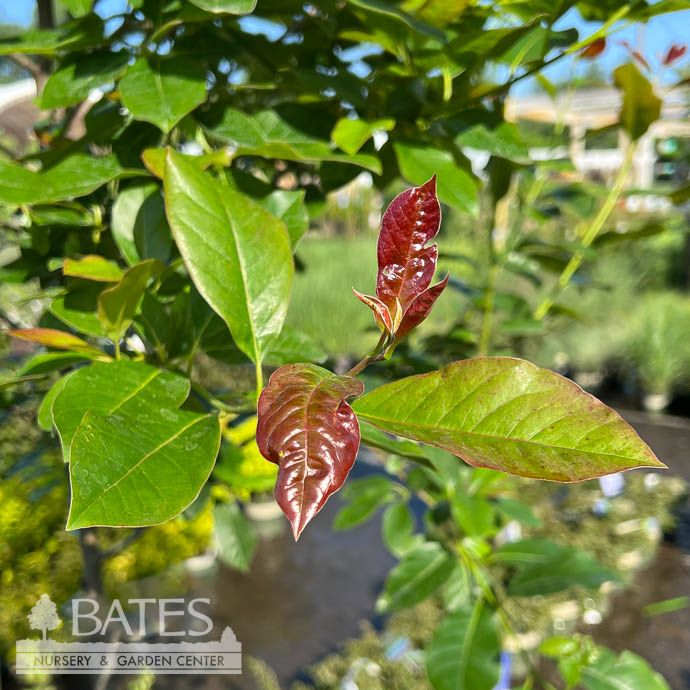 #10 Nyssa syl Wildfire/ Black Gum Tupelo Native (TN)