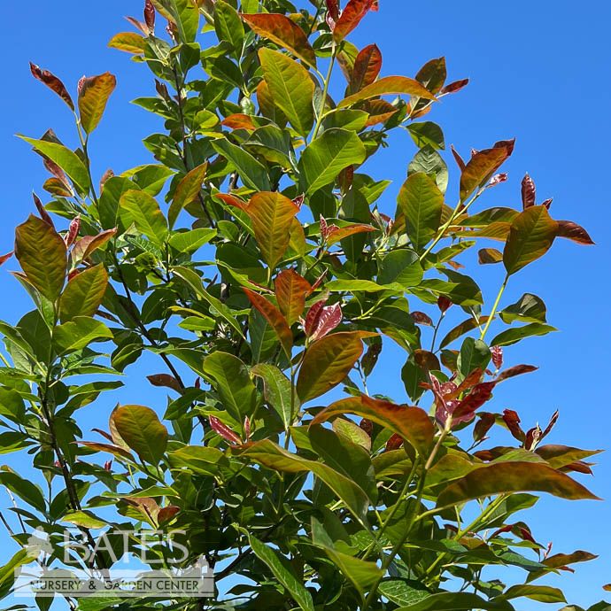 #10 Nyssa syl Wildfire/ Black Gum Tupelo Native (TN)