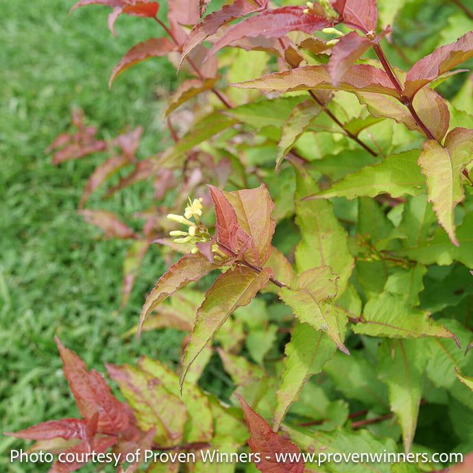 #3 Diervilla x sp PW Kodiak 'Red' 2.0/ Bush Honeysuckle