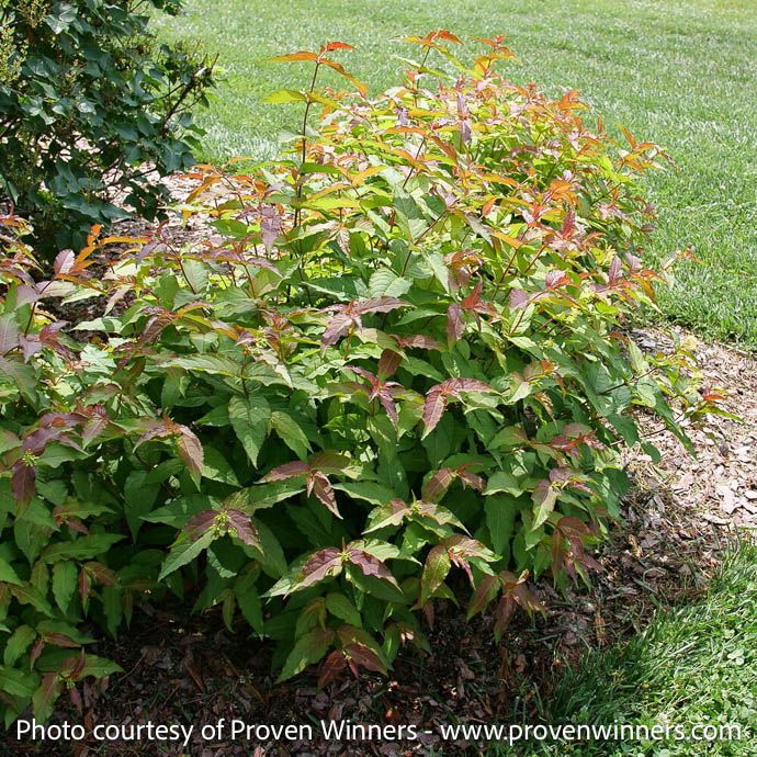 #3 Diervilla x sp PW Kodiak 'Red' 2.0/ Bush Honeysuckle