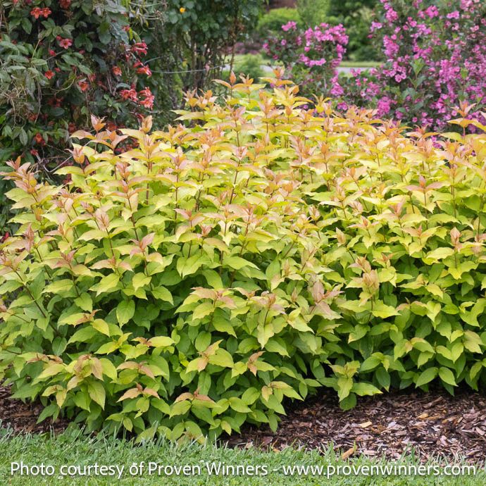 #3 Diervilla x PW Kodiak 'Spiced'