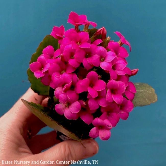 2.5p! Kalanchoe Two of a Kind in Ceramic Pot Assorted /Succulent