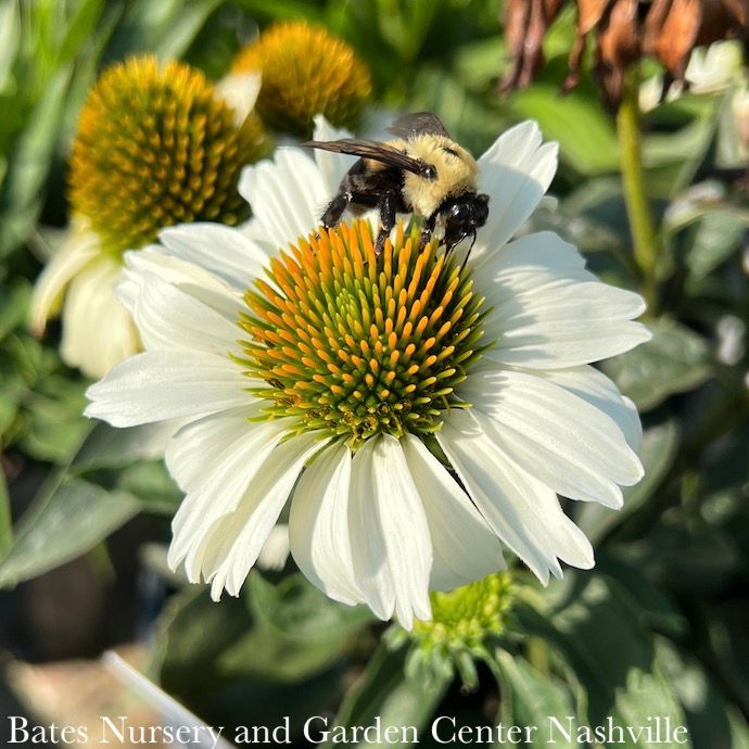 #1 Echinacea x PW Color Coded 'The Price is White'/ Coneflower