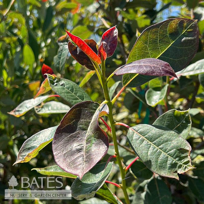 #5 Nyssa syl Nitro/ Black Gum Tupelo Native (TN)