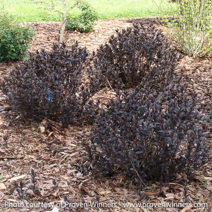 #3 Diervilla rivularis PW Kodiak 'Jet Black'/Bush Honeysuckle Native (TN)