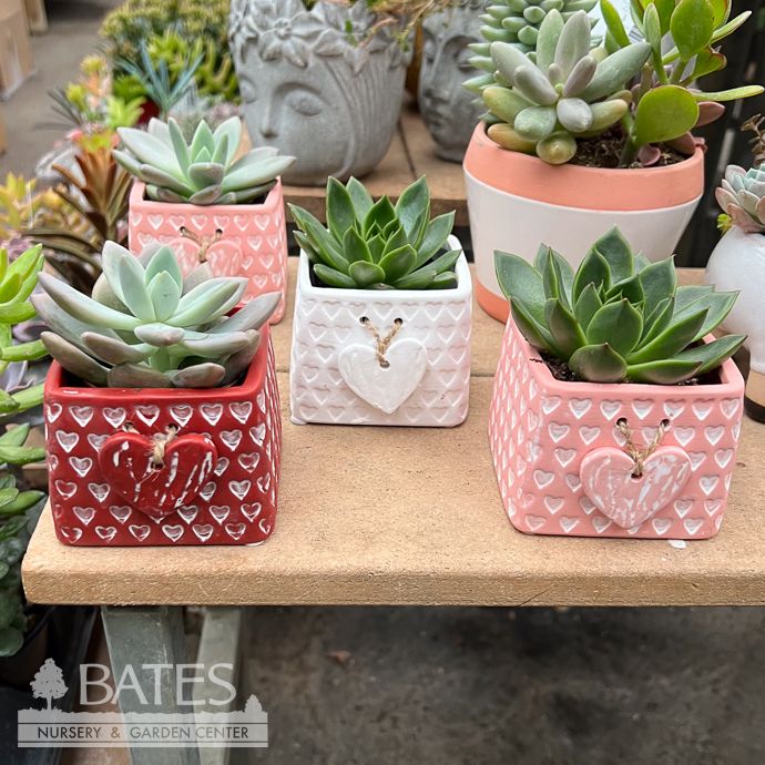 2.5p! Devotion Mini Succulent in Sq Ceramic Pot Asst /Tropical