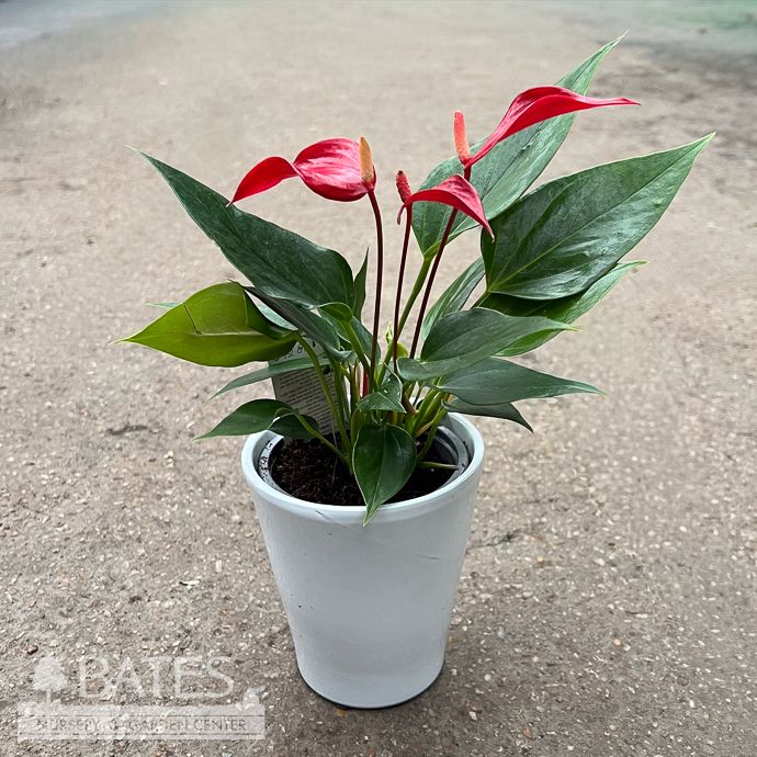 4p! Anthurium in Ceramic Asst /Tropical