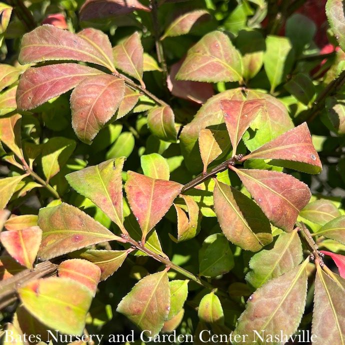 #7 30" Euonymus alatus Compactus/ Dwarf Burning Bush