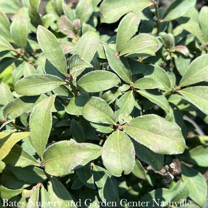 #7 30" Euonymus alatus Compactus/ Dwarf Burning Bush