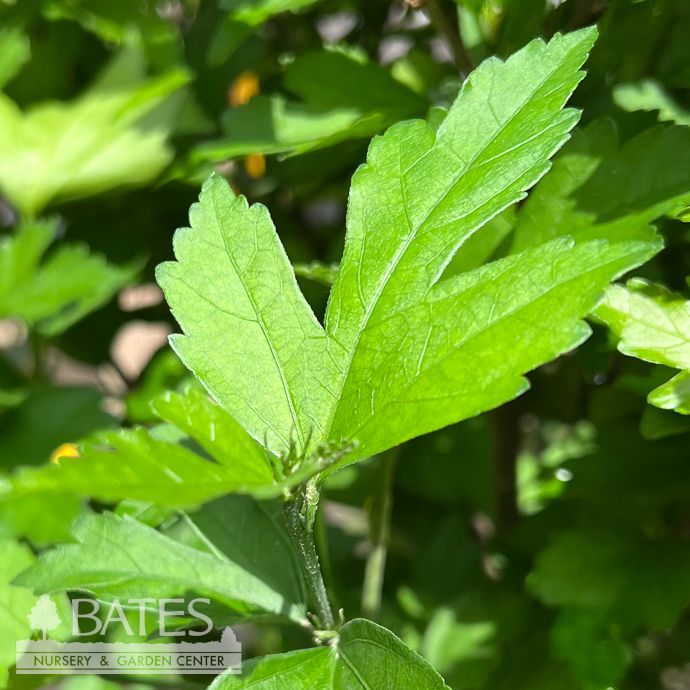 Topiary Patio Tree #6 Hibiscus syr Danica/ White Rose of Sharon/ Althea