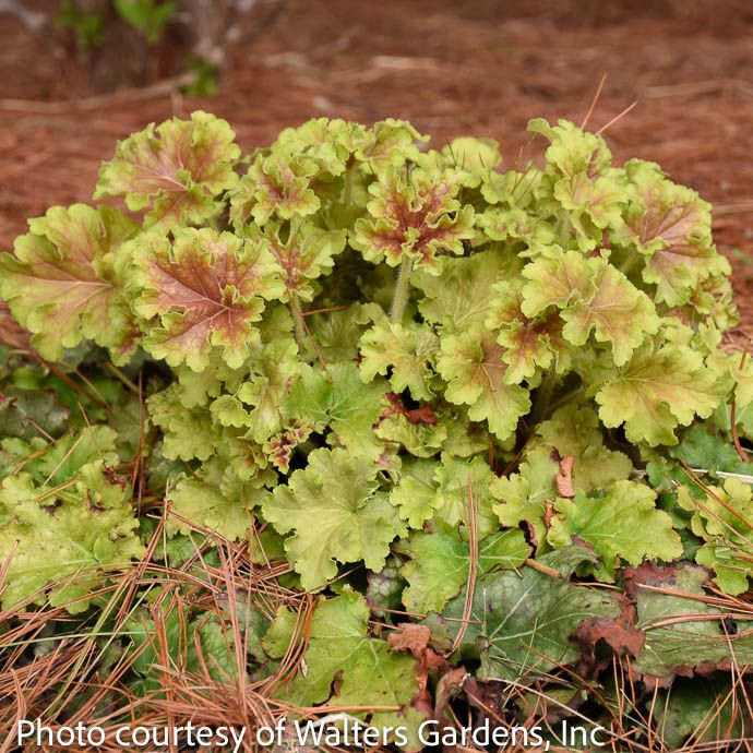 #1 Heuchera x PW Dolce 'Apple Twist'/ Coral Bells