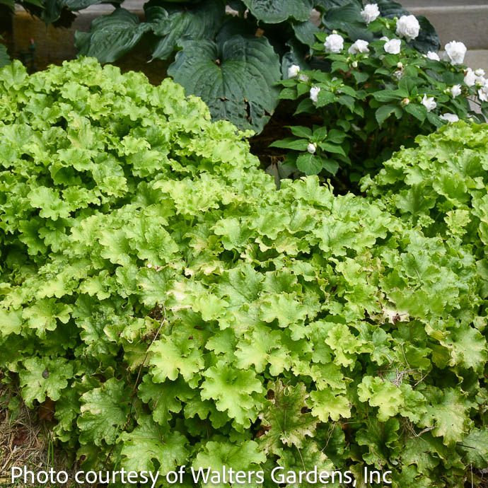 #1 Heuchera x PW Dolce 'Apple Twist'/ Coral Bells