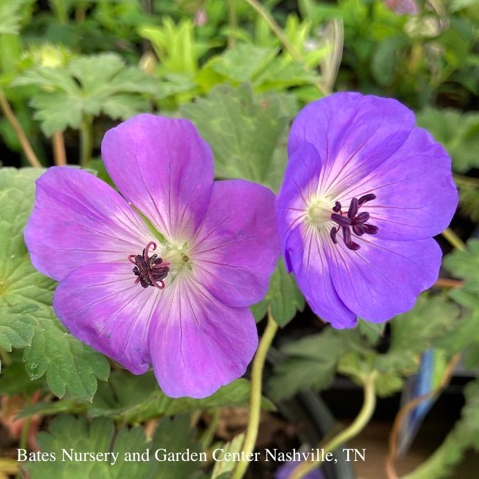 #1 Geranium x Rozanne/ Dwarf Purple Cranesbill