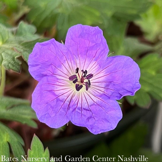 #1 Geranium x Rozanne/ Dwarf Purple Cranesbill