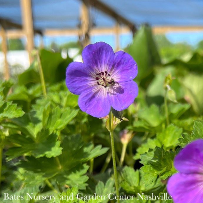 #1 Geranium x Rozanne/ Dwarf Purple Cranesbill