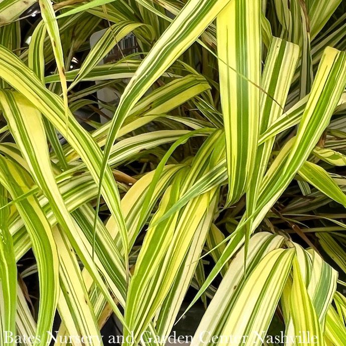 #1 Grass Hakonechloa mac Aureola/ Golden Japanese Forest