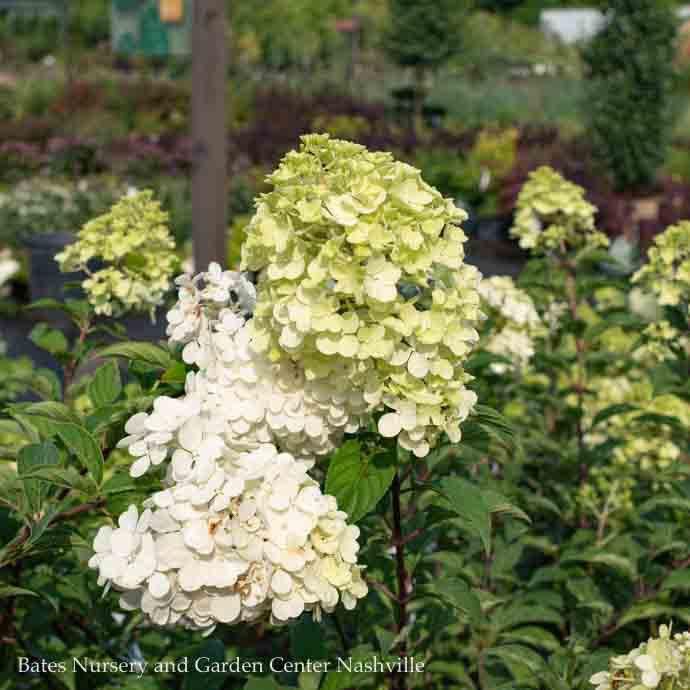 #6 Hydrangea pan Vanilla Strawberry/ Panicle White to Pink