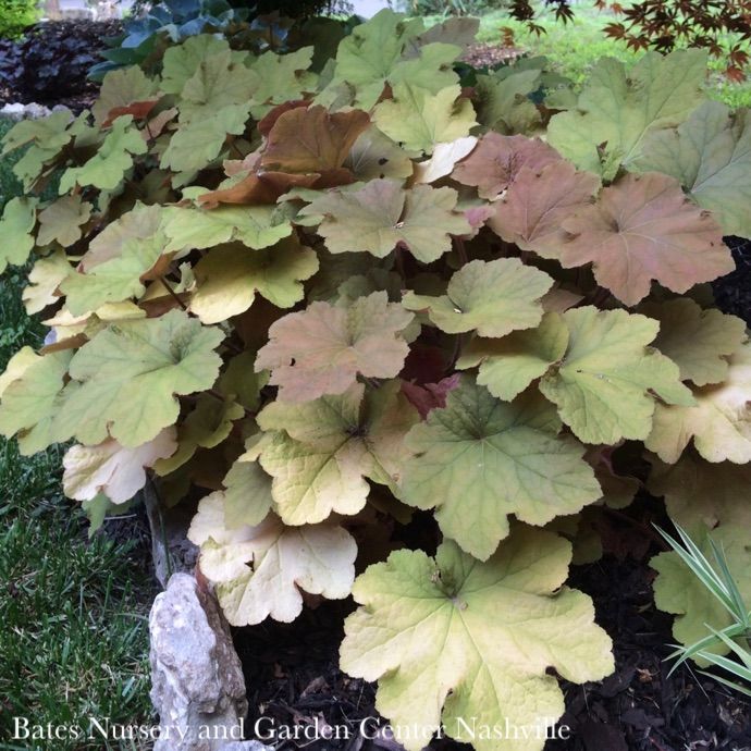 #1 Heuchera vill Caramel/ Coral Bells Native (TN)