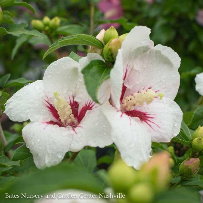 #5 Hibiscus syr PW Lil' Kim/ Rose of Sharon/ Althea