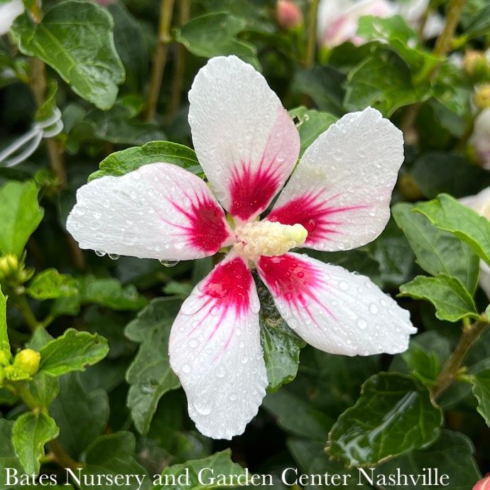 #5 Hibiscus syr PW Lil' Kim/ Rose of Sharon/ Althea