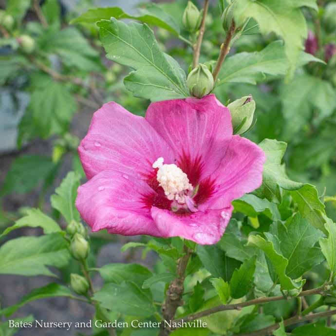 Topiary Patio Tree #7 Hibiscus syr PW Lil' Kim RED/ Rose of Sharon/ Althea