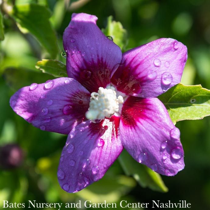 Topiary Patio Tree #7 Hibiscus syr Lil' Kim VIOLET/ Rose of Sharon/ Althea