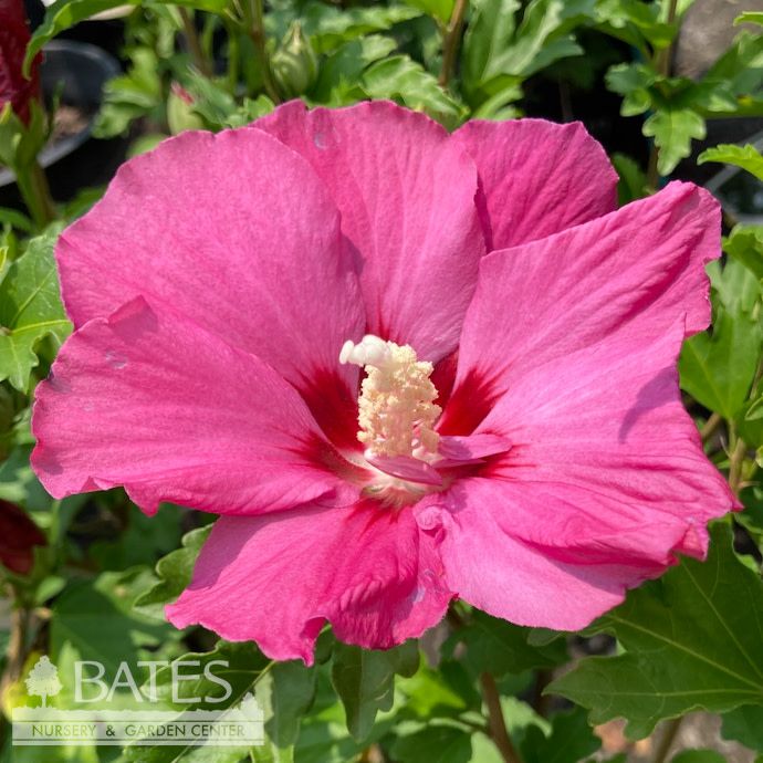 Topiary Patio Tree #7 Hibiscus syr PW Paraplu Rouge / Rose of Sharon/ Reddish Pink Althea