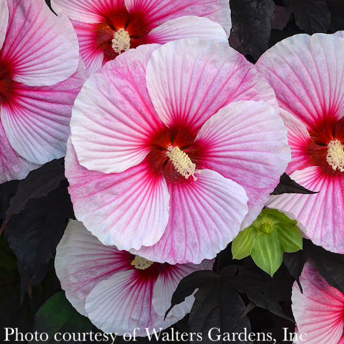 #3 Hibiscus x Starry Starry Night/ Pink and White Dark Leaves Hardy