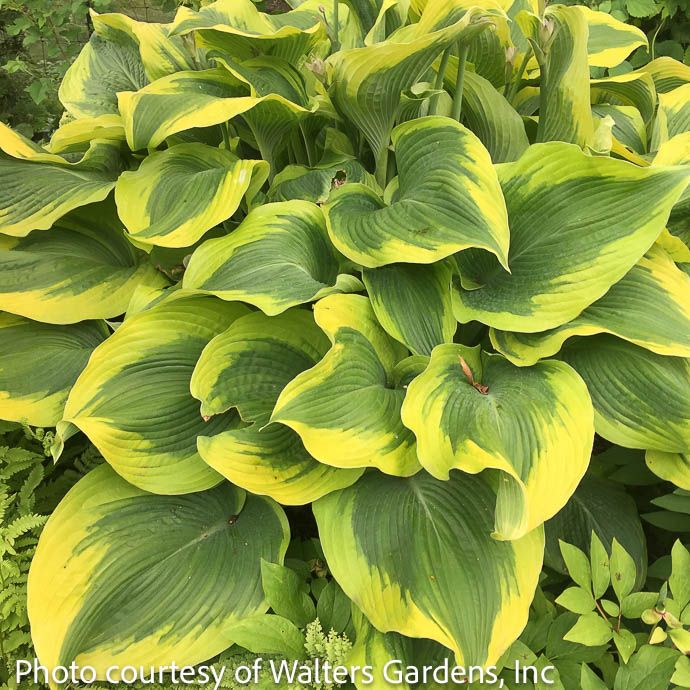 #2 Hosta Atlantis/ Green, Yellow Variegated
