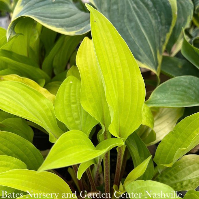 #1 Hosta Fire Island/ Yellow