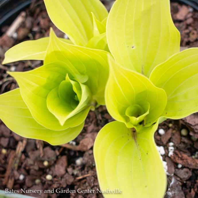 #1 Hosta Fire Island/ Yellow