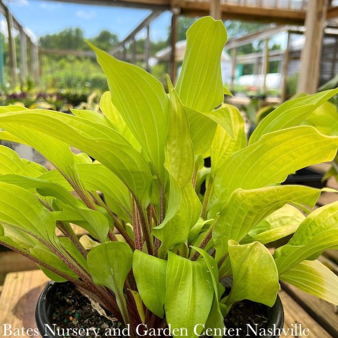 #1 Hosta Fire Island/ Yellow