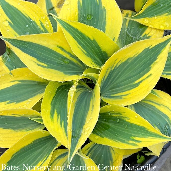 #1 Hosta x PW Shadowland Autumn Frost/ Variegated
