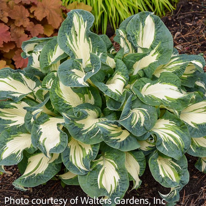 #1 Hosta Hans/ Green, White Variegated