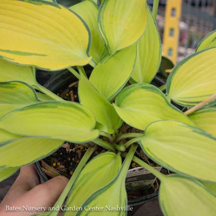 #1 Hosta x June/ Gold w/ Blue-Green Margins