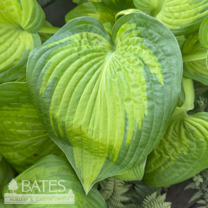 #1 Hosta Paradigm/ Gold w/ Blue-Green