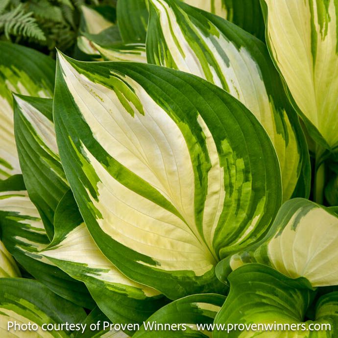 #2 Hosta x PW Shadowland Miss America / Green w/ White Centers
