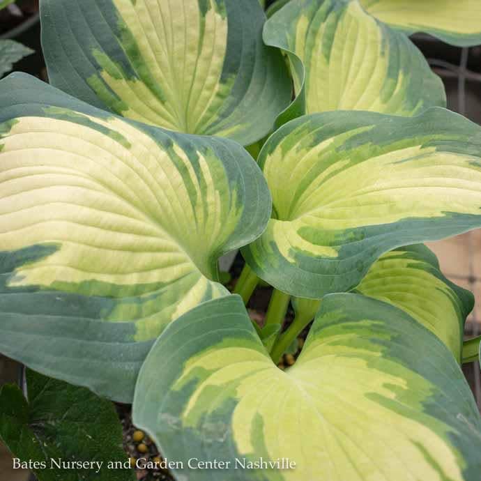 #1 Hosta x PW Shadowland Hudson Bay / Variegated