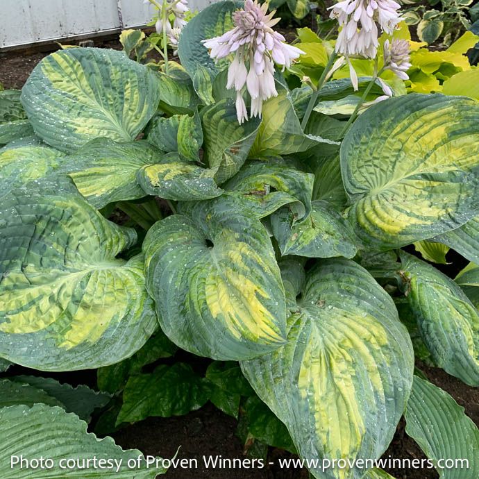 #2 Hosta x PW Shadowland Sound of Music/ Green w/ Chartreuse