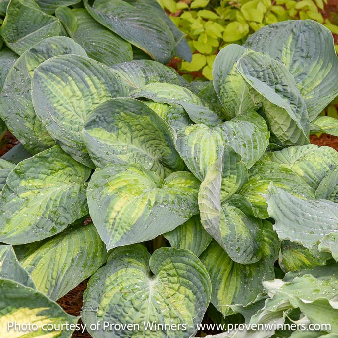 #2 Hosta x PW Shadowland Sound of Music/ Green w/ Chartreuse