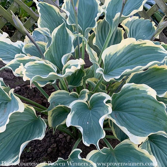 #1 Hosta x PW Shadowland Hope Springs Eternal/ Blue-Green w/ Ivory