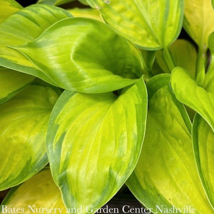 #1 Hosta Stained Glass/ Gold w/ Dark Green Margins